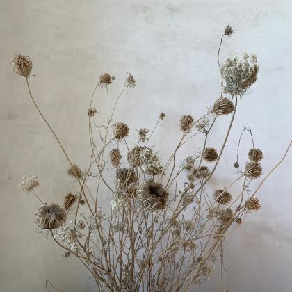 wild carrot dry bouquet