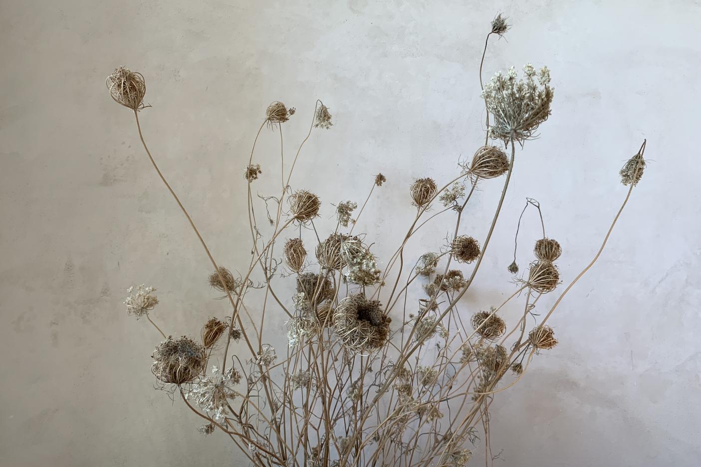 wild carrot dry bouquet